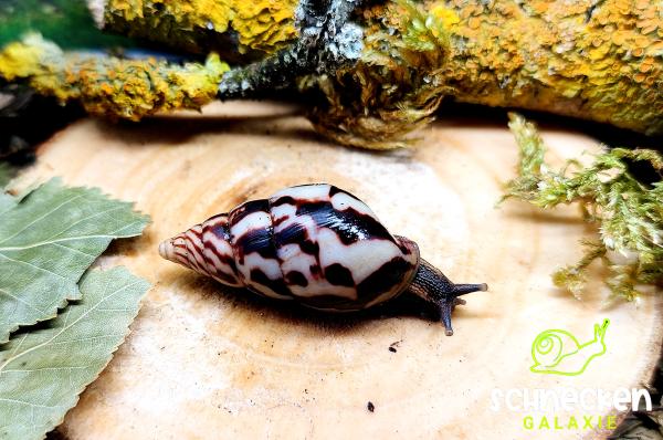 Flammende Hausschnecke "Limicolaria flammea,,